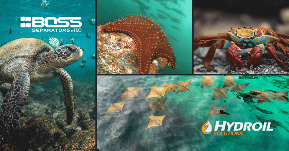 Helping to Protect the Galapagos
