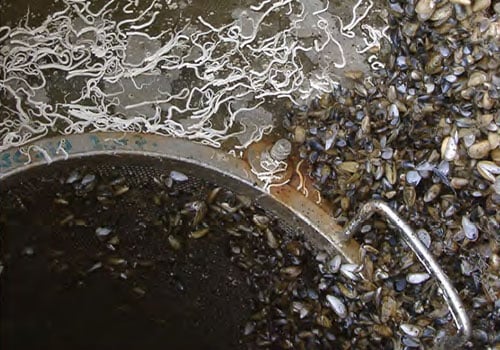 BIOFOULING CONTROL SOLUTIONS